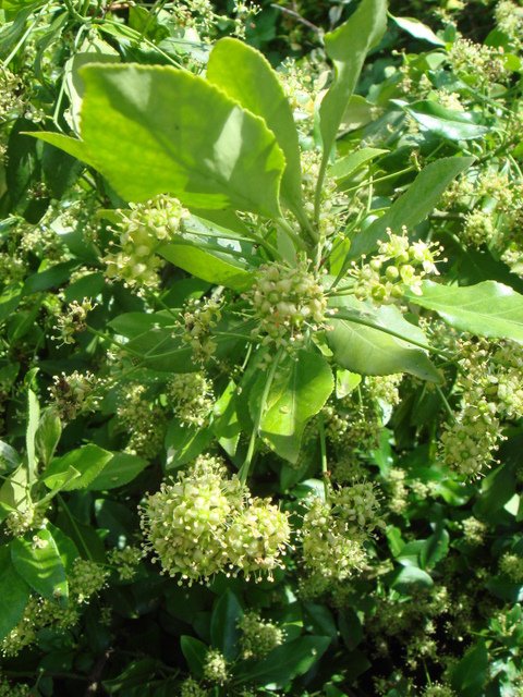 Euonymus fortunei 'Coloratus' fleur